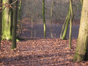 Foto van een akkertje in het bos