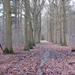 Beukenlaan