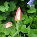 Rood tulpje (Tulipa clusiana).