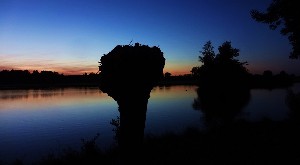 Knotwilgen aan het water bij avondlicht. Foto Loes.