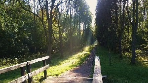 Pad van het bruggetje naar het bos