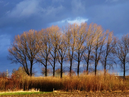 Bomen aan de Zuthemerweg. Foto Loes.