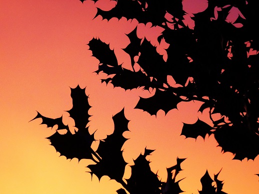 Zonsopkomst. Rode lucht achter silhouetten van hulstbladeren. Foto Loes.