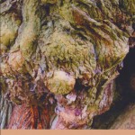 Recensie: De wijsheid van bomen en kruiden