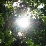 Oud nieuws in de verjongingsketel gegooid - Lughnasadh 2015