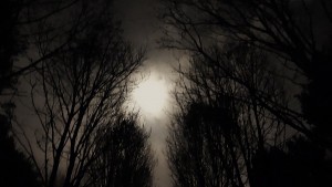 De volle maan van de klif door de bomen heen gezien