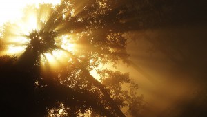 Foto van de zon door de bomen, genomen door Loes tijdens een ochtendwandeling in het Westerveldse Bos