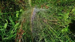 Spinnenweb met regenboog, door Loes gefotografeerd in het Westerveldse Bos