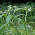 Smeerwortel