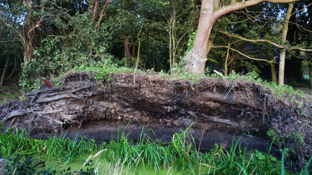 Boomwortels, blik op de grond onder de boom