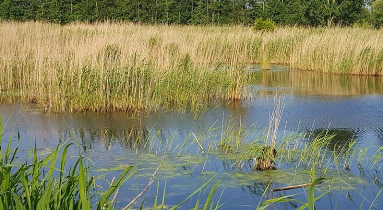 rewild-riet