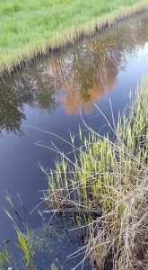 rewild-weerspiegeling