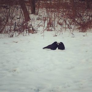 Crows dotting the white snow