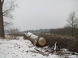 Landschap met boomstronk, sneeuw en kale bomen