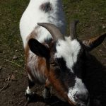 Offeren