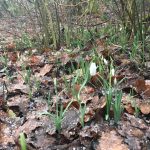 De stilte voor Imbolc