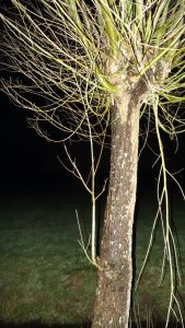 Boom in de nacht. Foto Loes