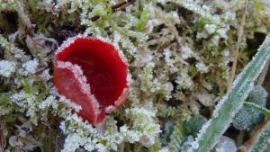 bekerzwam met rijp. Foto Loes