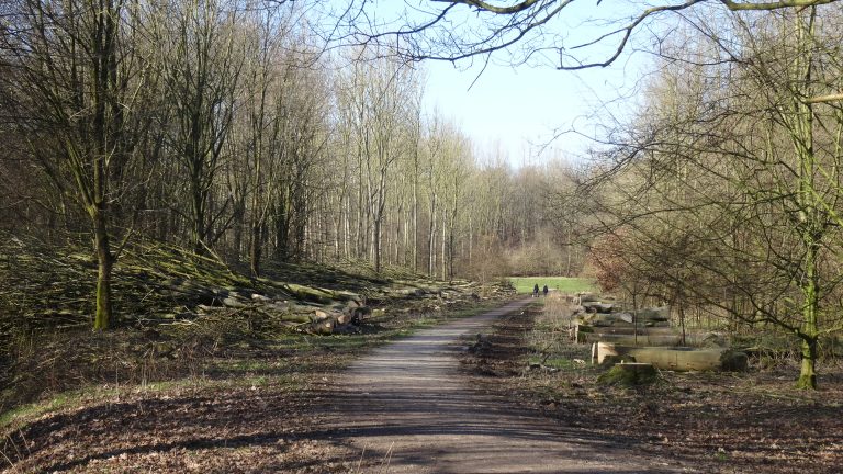 Landschap met bomen en gekapte bomen. Foto Loes