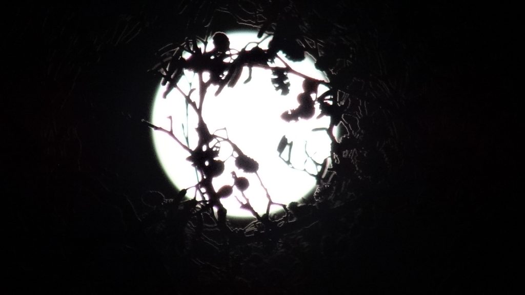 Volle maan schijnt door boomtakken. Foto Loes