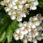 Spring Equinox & May Eve