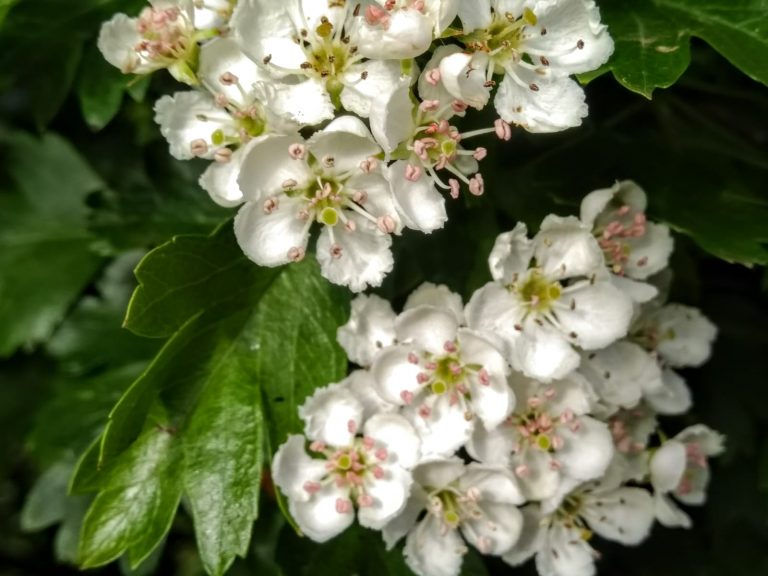 (Hawthorn blossoming - Morgana April 2019)