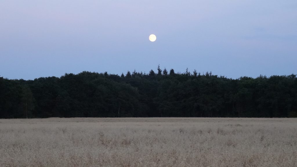 Volle maan boven bos en veld