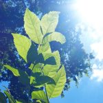 Oud nieuws in de verjongingsketel – Lughnasadh 2020