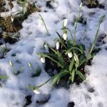 Lente in lockdown