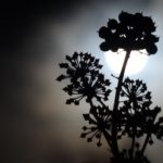 Volle maan van de overstroming
