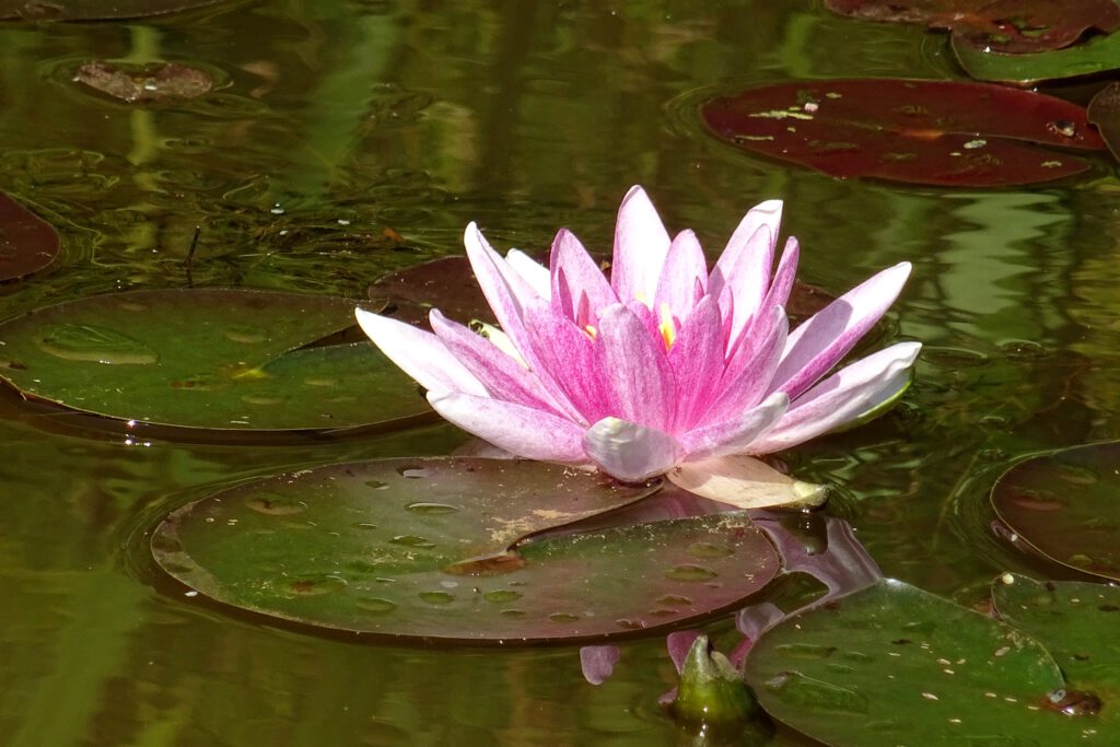 Een roze waterleliebloem en enkele bladen drijven op het water.