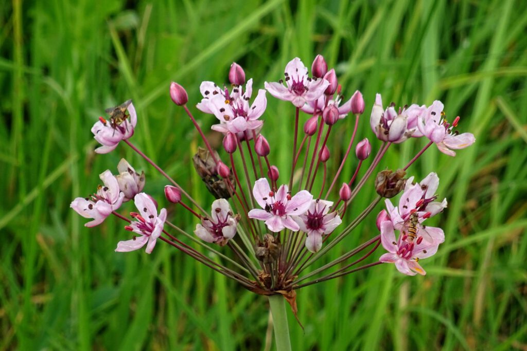 De zwanenbloem vormt een krans van roze bloemetjes bovenaan de stengel.