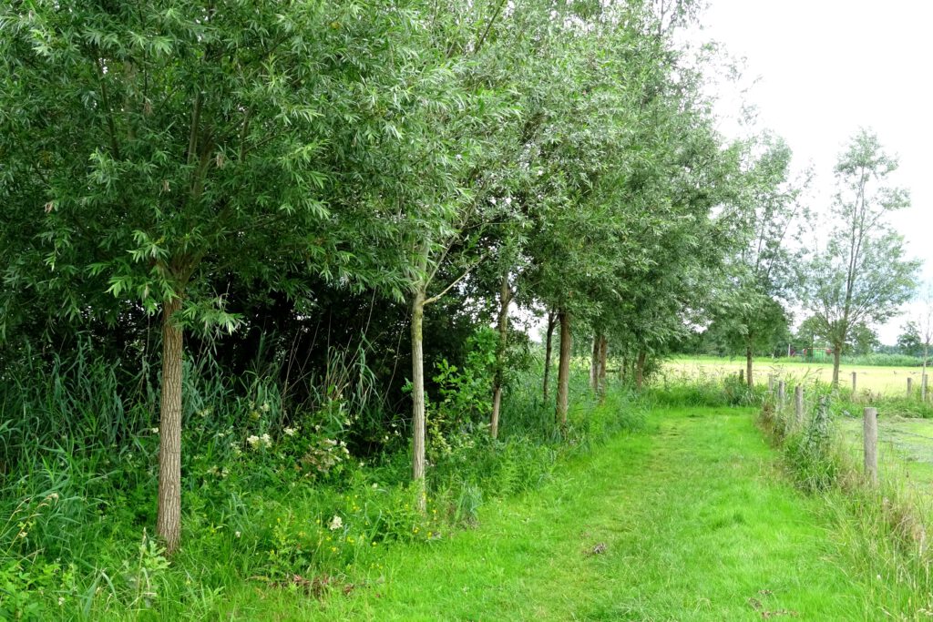 Een pad door het weiland, met aan de linkerkant een rij jonge wilgenboompjes.