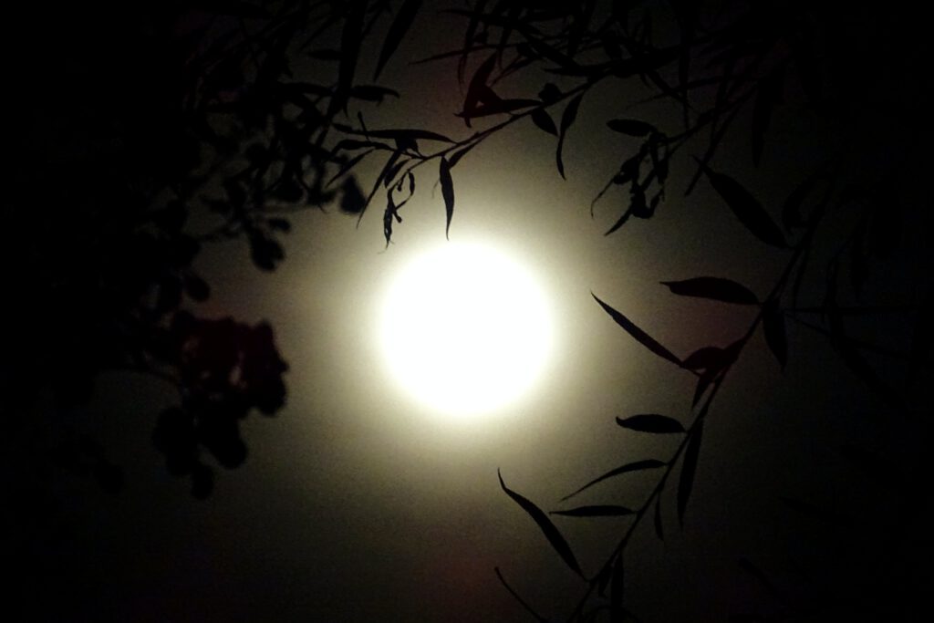 De volle maan schijnt helder door de twijgen van een wilg heen.
