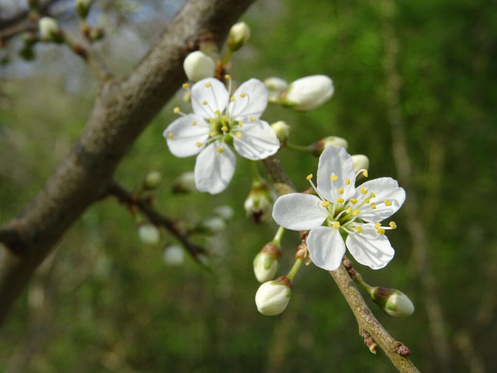 Bloesem