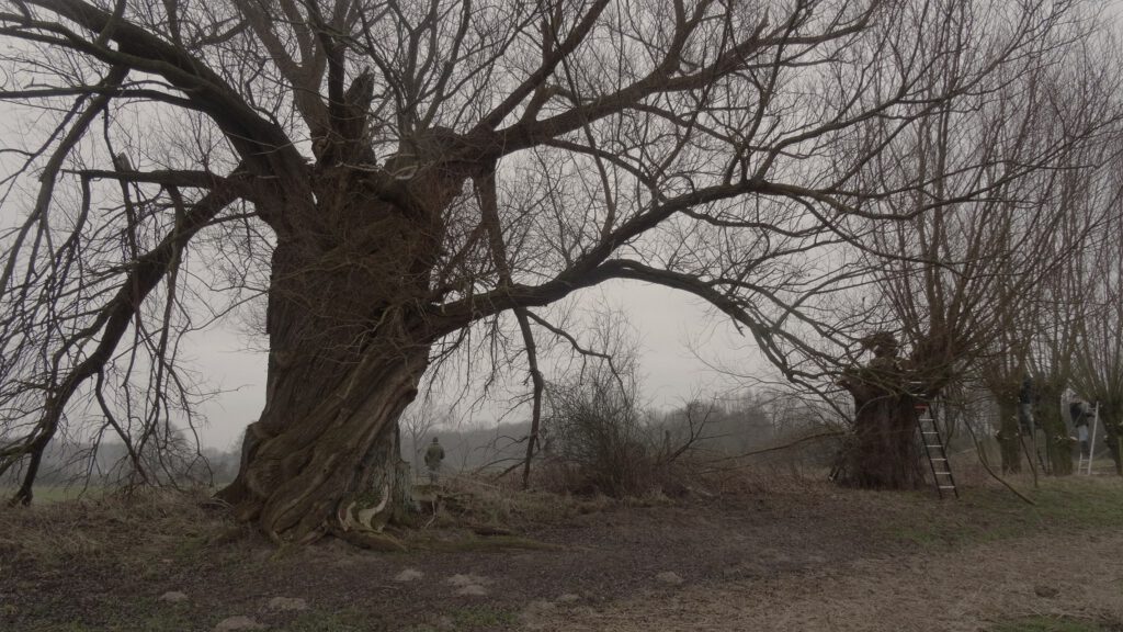 De boom die 'de Ziener' genoemd wordt in de mist