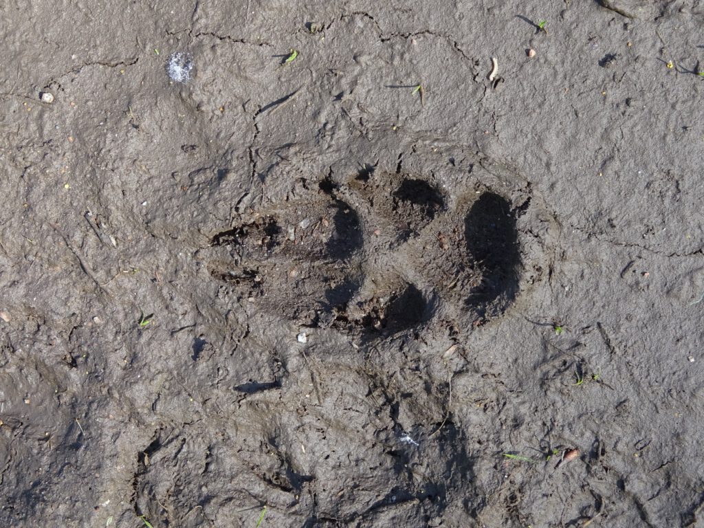 afdruk van een wolvenpoot in de zachte aarde