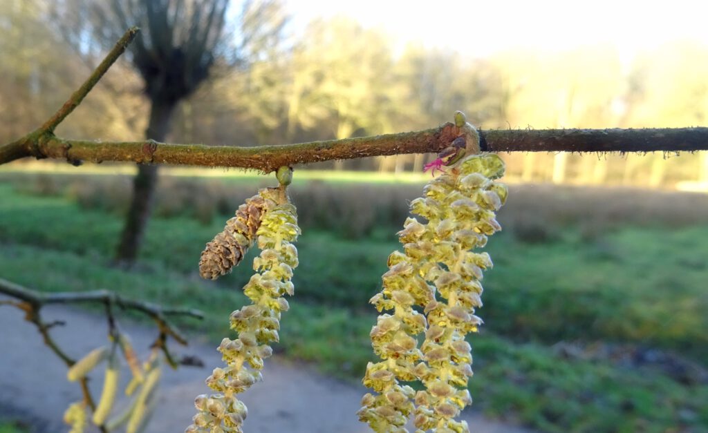 Mannelijke bloemen van de hazelaar bungelen aan een tak. Een vrouwelijk bloempje is te zien aan de tak.