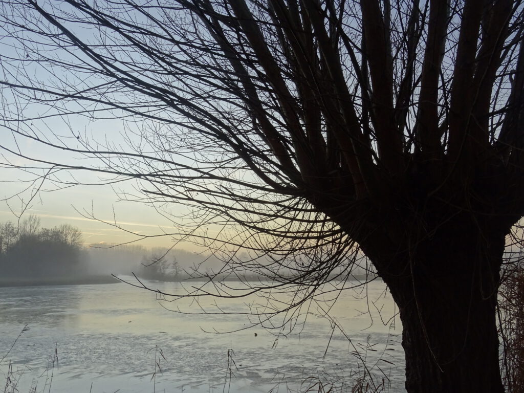 Het silhouet van een geknotte boom met kale takken, met op de achtergrond het water van de plas