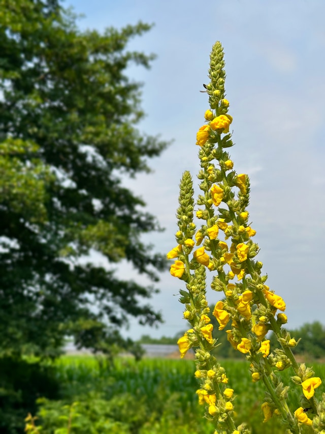 Verbascum, drie stengels vol met gele bloemetjes van een plant, die in het Nederlands 'toorts' heet.
